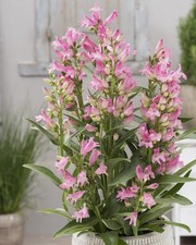 Penstemon barbatus light for sale  BECCLES