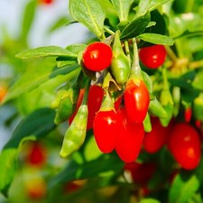 Phoenix tears goji for sale  Livingston