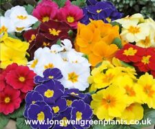 Primrose polyanthus scented for sale  BRISTOL