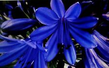 Agapanthus plants black for sale  LONDON
