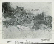 1955 press photo for sale  Memphis