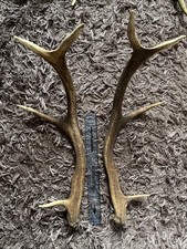 Large red deer for sale  GRIMSBY