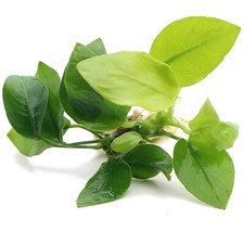 Anubias nana golden for sale  HOUNSLOW