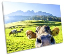 Funny cow face for sale  UK