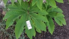 Tetrapanax papyrifer steroidal for sale  Fredericksburg