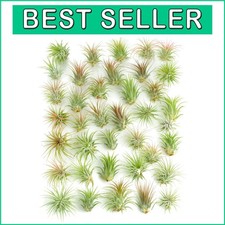 Mini tillandsia ionantha for sale  Gloucester City