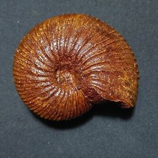 Epimayaites evolutus ammonite usato  Italia