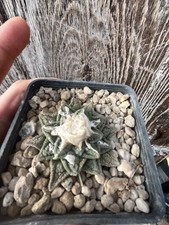 Ariocarpus fiss hintoni usato  Mazara del Vallo
