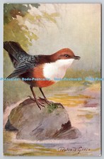 R765461 dipper bird for sale  WARLINGHAM