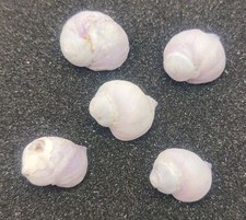 Emporer purple periwinkle for sale  REDRUTH