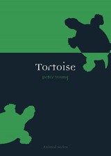 Tortoise for sale  North Smithfield
