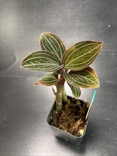 Ludisia discolor jewel for sale  Tooele