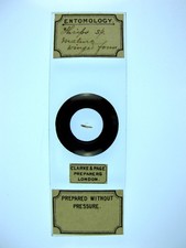 Antique microscope slide for sale  BRISTOL