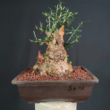 Pre bonsai shoin usato Pre bonsai shoin usato  San Pancrazio Salentino
