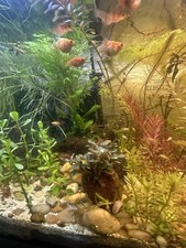 Red tiger platy for sale  Olive Branch