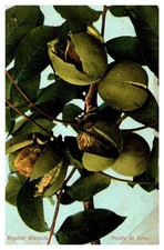C1910 english walnuts for sale  USA