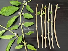 Lippia alba cuttings for sale  Sarasota