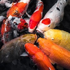 Live koi fry d'occasion  Expédié en Belgium