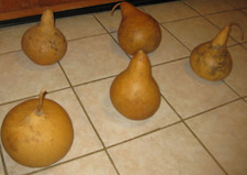 Gourds crafting decorations for sale  Rockport