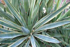 Semi yucca tricolore usato  Trappeto