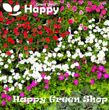 Periwinkle vinca rosea for sale  DONCASTER