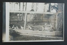 Deer fawn inside for sale  Canajoharie