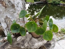 Pilea peperomioides glückstal gebraucht kaufen  Röttenbach b Erlangen
