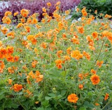 Geum firestorm hardy for sale Geum firestorm hardy for sale  BELPER