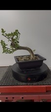 Pre bonsai frassino usato  Reggello