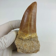 Raro Mosasaur Dentes hoffmanni Qualidade Superior enorme dente de Marrocos FossilPaleo comprar usado  Enviando para Brazil