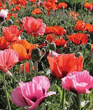 Oriental poppy papaver for sale  UK