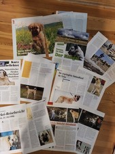 Kangal türkischer hirtenhund gebraucht kaufen  München