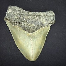 Fossile dente squalo usato  Spedire a Italy