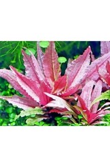 Cryptocoryne flamingo live for sale  KETTERING