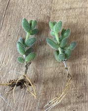 Rooted plants delosperma for sale  SHEFFIELD