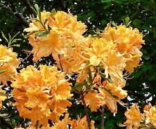 Golden lights deciduous for sale  Pelzer