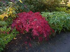 Acer palmatum dissectum for sale  MOELFRE