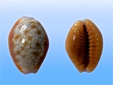Cypraea helvola callista usato  Roma