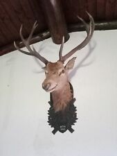 Testa cervo rosso usato Testa cervo rosso usato  Codroipo