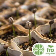 Coffee plant seeds for sale  MANCHESTER