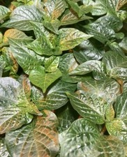 Caribbean orange habanero for sale  Monongahela