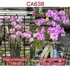 Ca638 phal. schilleriana for sale  Hilliard