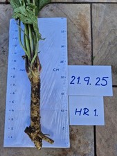horseradish for sale  PUDSEY