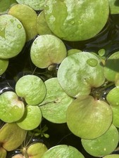 Stück froschbiss aquariumpfla gebraucht kaufen  München