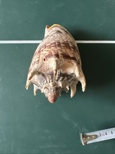 Conchiglia shell voluta usato  Novara