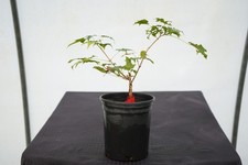 Acer pictum hoshi for sale  Hendersonville