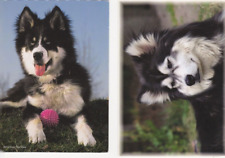 Schlittenhund husky langhaar gebraucht kaufen  Parkstein