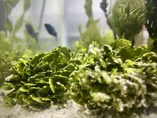 Halimeda opuntia live for sale  Fountain Valley