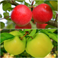 Double apple twist for sale  Hialeah
