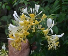 Lonicera japonica plant for sale  Livingston